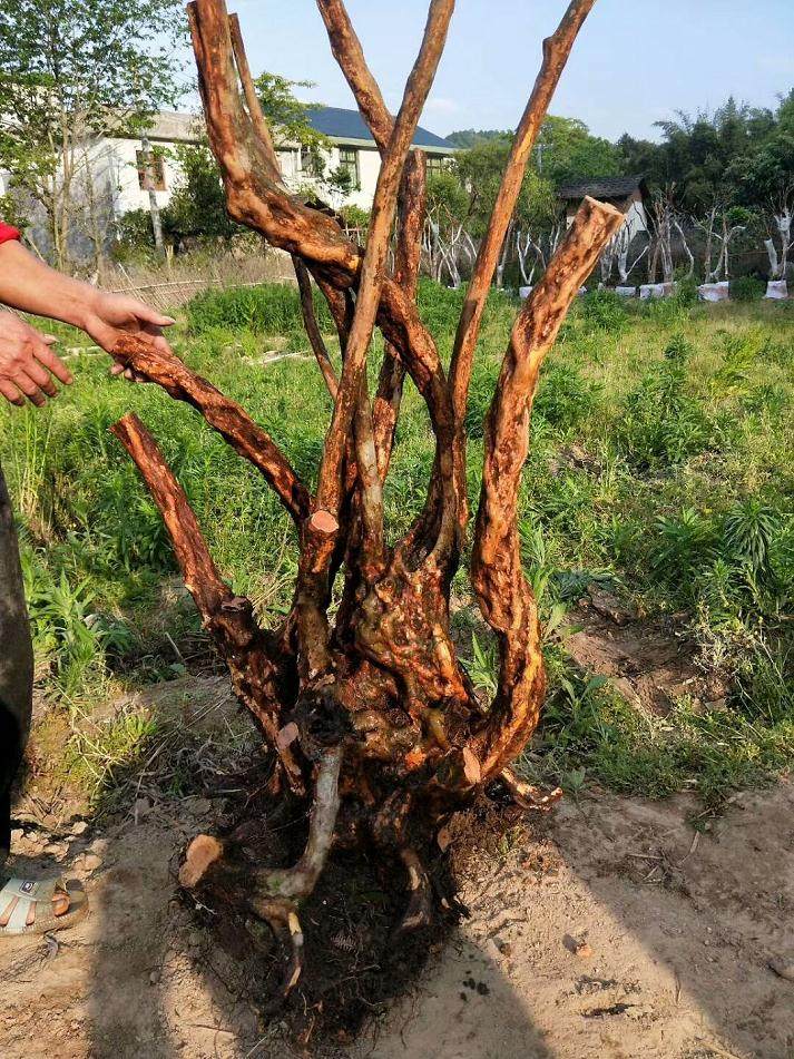 浙江一老汉挖黑松下山桩 犯了盗窃罪