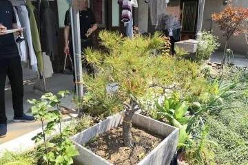 四棵黑松盆景价值几何？雅盗垂涎三尺后下了手