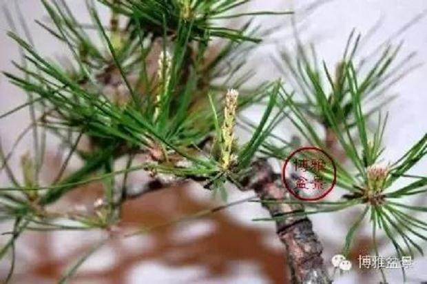 图解 黑松盆景的作业系列 摘芽 6幅