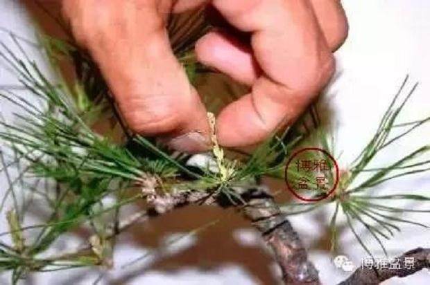 黑松盆景的作业系列:摘芽