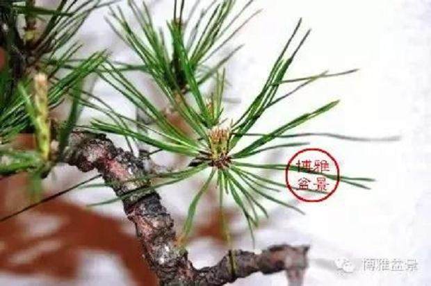 图解 黑松盆景的作业系列 摘芽 6幅