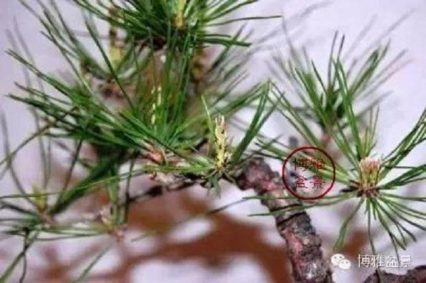 黑松盆景的作业系列:摘芽