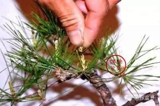 黑松盆景的作业系列:摘芽