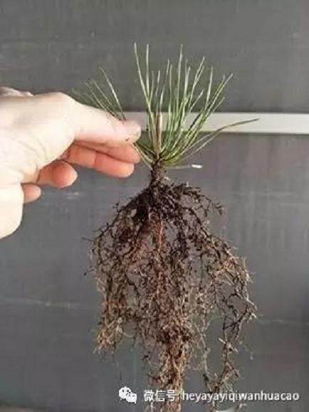 图解 黑松盆景取得八方根 且出枝点的方法