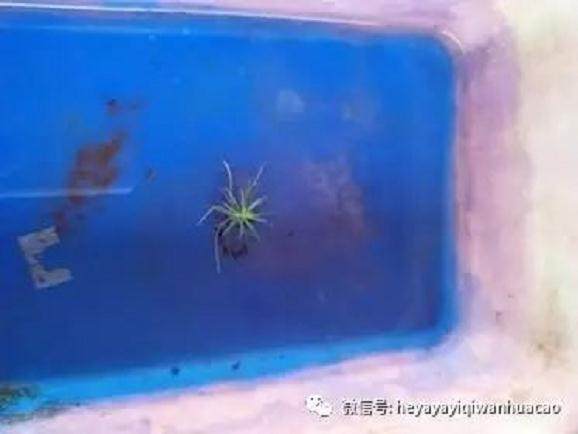 图解 黑松盆景取得八方根 且出枝点的方法