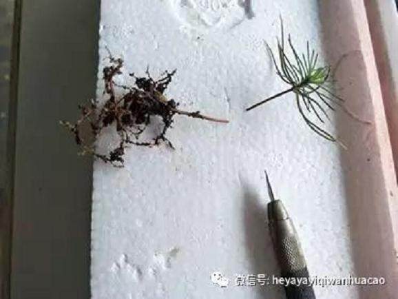 图解 黑松盆景取得八方根 且出枝点的方法