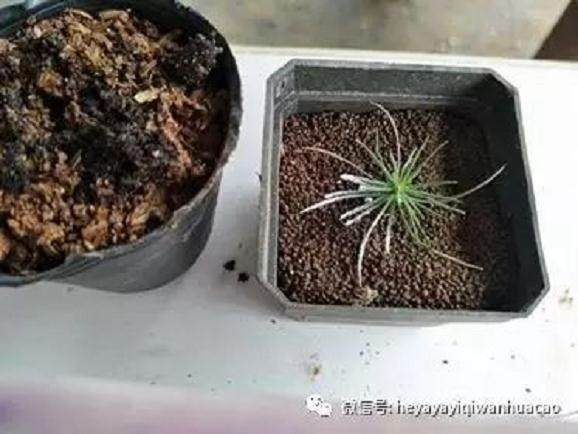 图解 黑松盆景取得八方根 且出枝点的方法