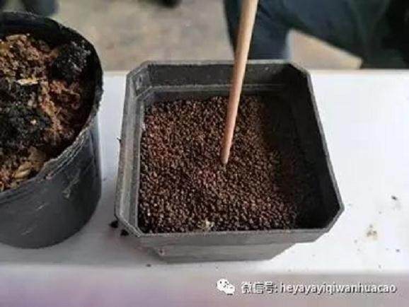 图解 黑松盆景取得八方根 且出枝点的方法