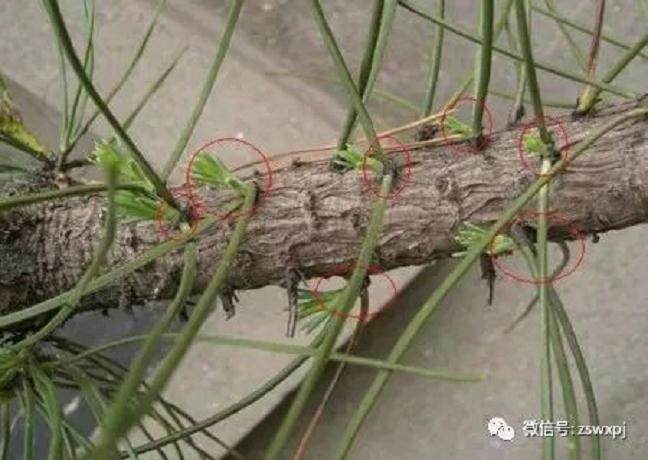 图解 黑松盆景的逼芽技术