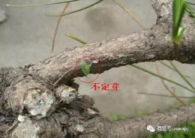 图解 黑松盆景的逼芽技术