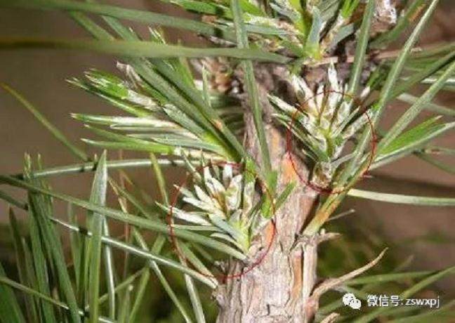 图解 黑松盆景的逼芽技术