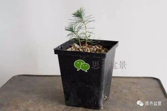 图解 如何培养提根黑松盆景？ 