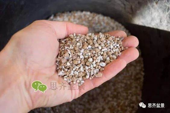 图解 如何培养提根黑松盆景？ 