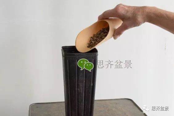 图解 如何培养提根黑松盆景？ 48幅