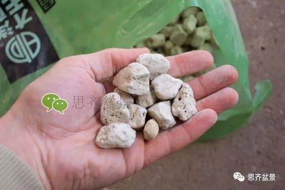 图解 如何培养提根黑松盆景？ 48幅