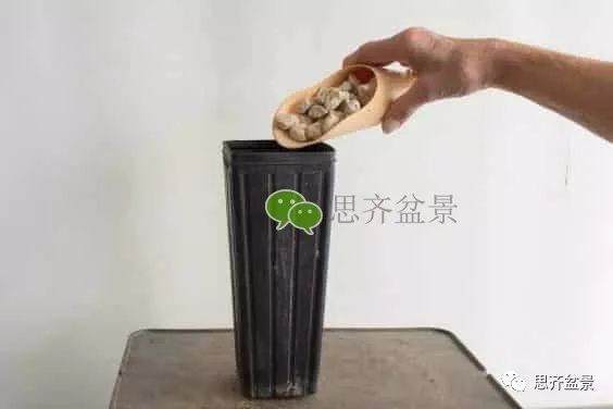 图解 如何培养提根黑松盆景？ 48幅