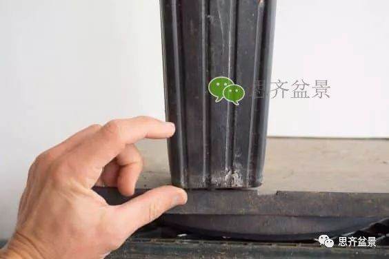 图解 如何培养提根黑松盆景？ 48幅