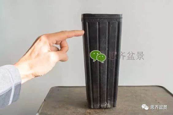 图解 如何培养提根黑松盆景？ 48幅