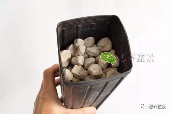 图解 如何培养提根黑松盆景？ 48幅