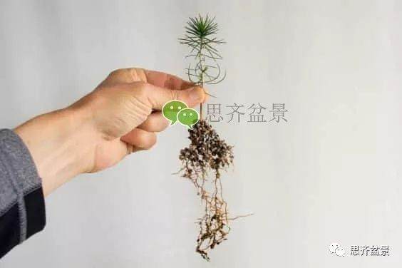 图解 如何培养提根黑松盆景？ 48幅