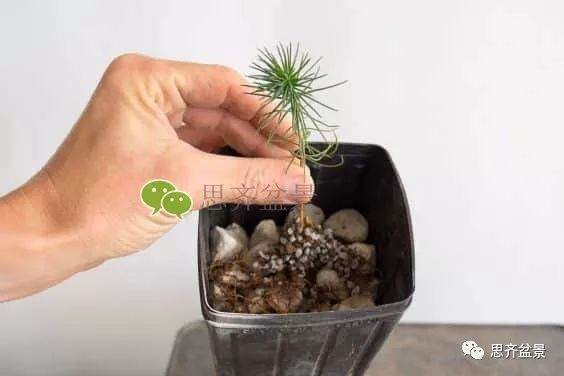 图解 如何培养提根黑松盆景？ 48幅