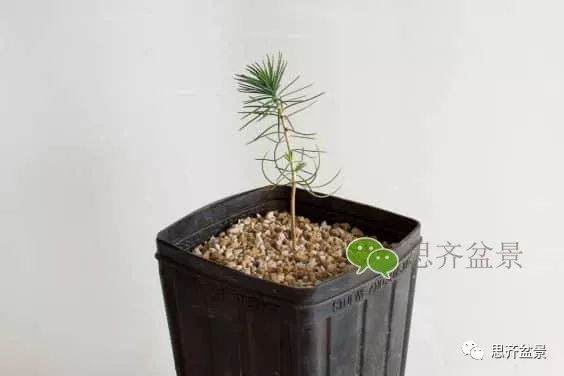 图解 如何培养提根黑松盆景？ 48幅