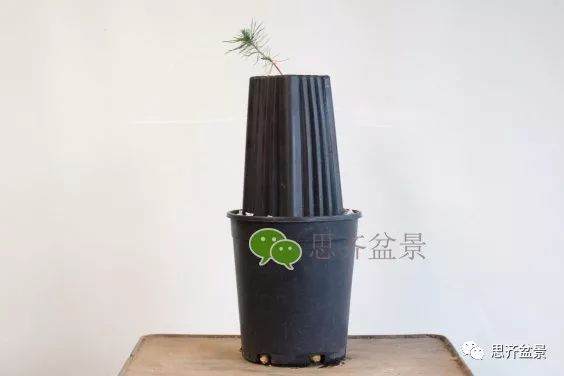 图解 如何培养提根黑松盆景？ 48幅