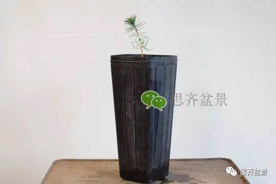 图解 如何培养提根黑松盆景？ 48幅