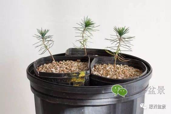 图解 如何培养提根黑松盆景？ 48幅