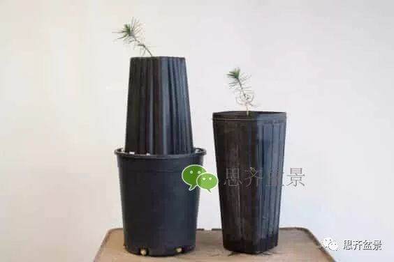 图解 如何培养提根黑松盆景？ 48幅