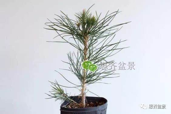 图解 如何培养提根黑松盆景？ 48幅