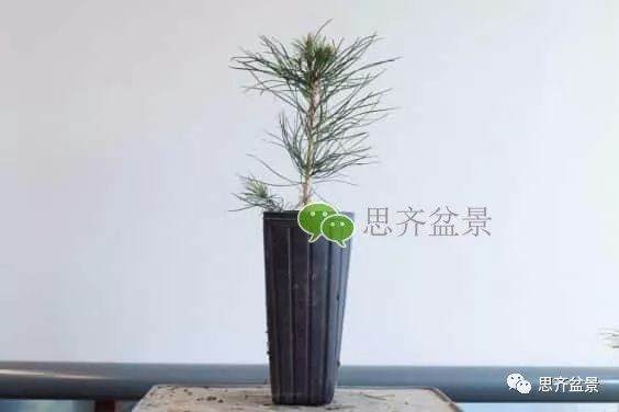 图解 如何培养提根黑松盆景？ 48幅