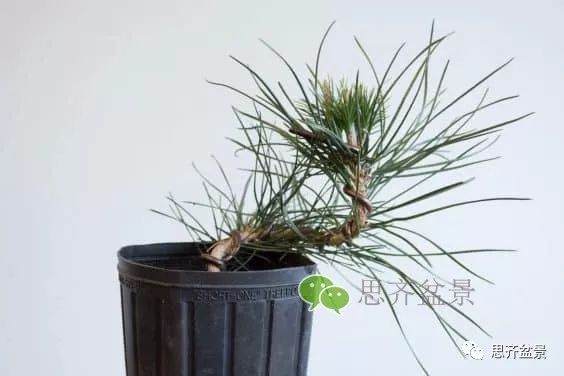 图解 如何培养提根黑松盆景？ 48幅