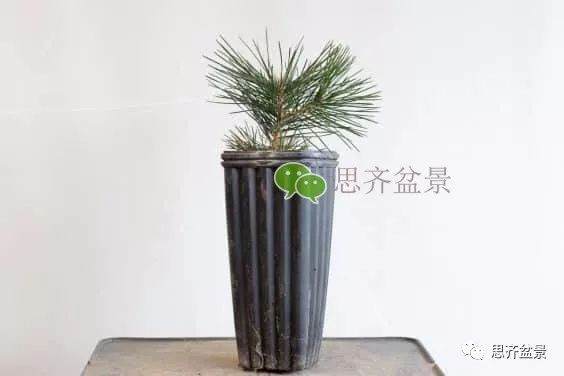 图解 如何培养提根黑松盆景？ 48幅