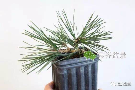 图解 如何培养提根黑松盆景？ 48幅