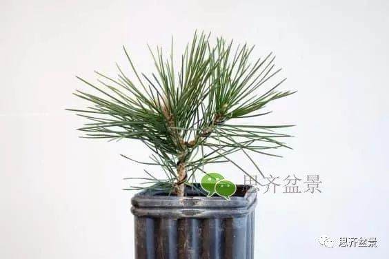 图解 如何培养提根黑松盆景？ 48幅