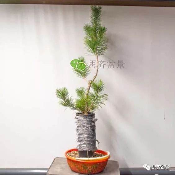 图解 如何培养提根黑松盆景？ 48幅
