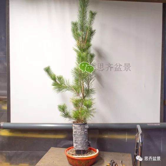 图解 如何培养提根黑松盆景？ 48幅