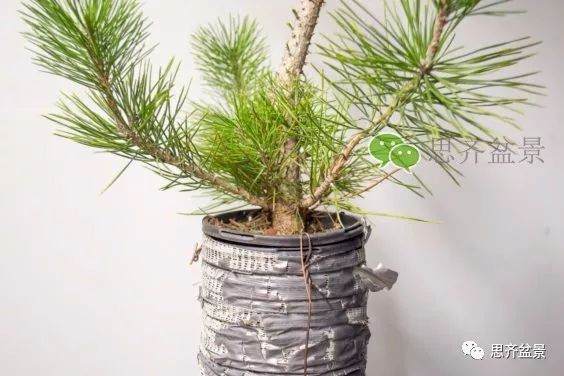 图解 如何培养提根黑松盆景？ 48幅