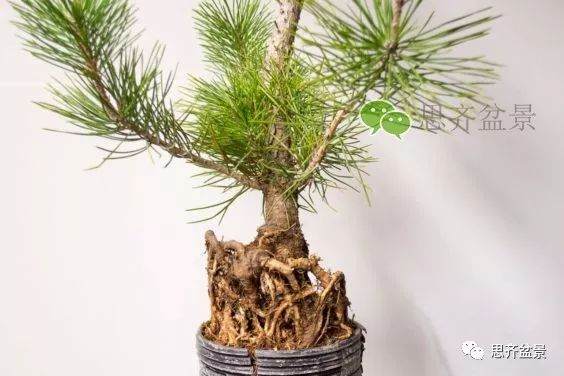 图解 如何培养提根黑松盆景？ 48幅