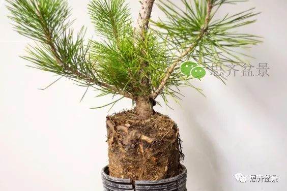 图解 如何培养提根黑松盆景？ 48幅