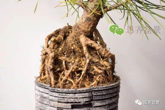 图解 如何培养提根黑松盆景？ 48幅