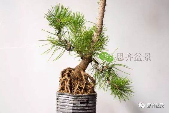 图解 如何培养提根黑松盆景？ 48幅