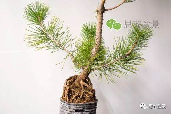 图解 如何培养提根黑松盆景？ 48幅