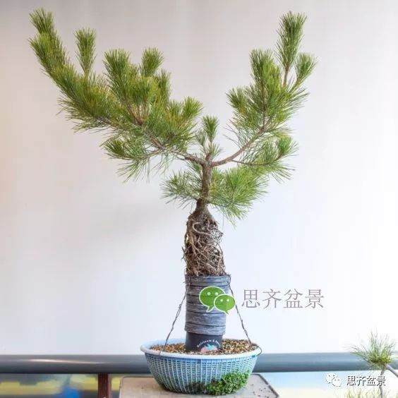 图解 如何培养提根黑松盆景？ 48幅