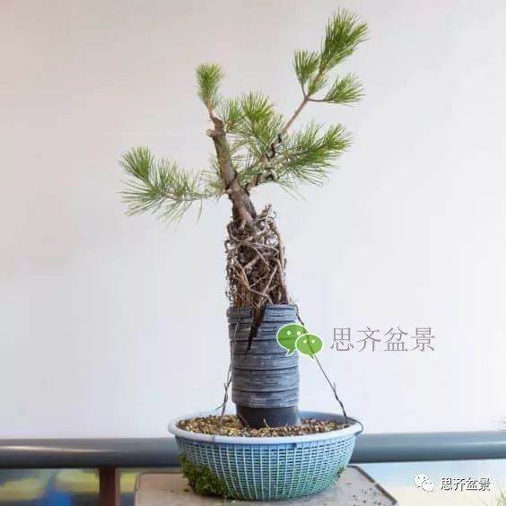 图解 如何培养提根黑松盆景？ 48幅