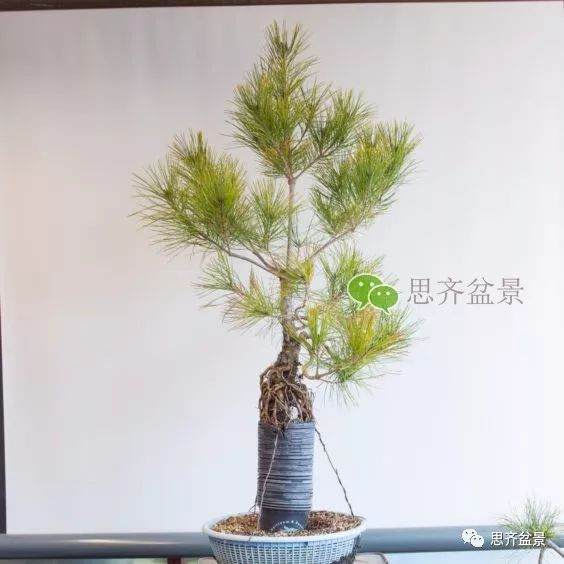 图解 如何培养提根黑松盆景？ 48幅