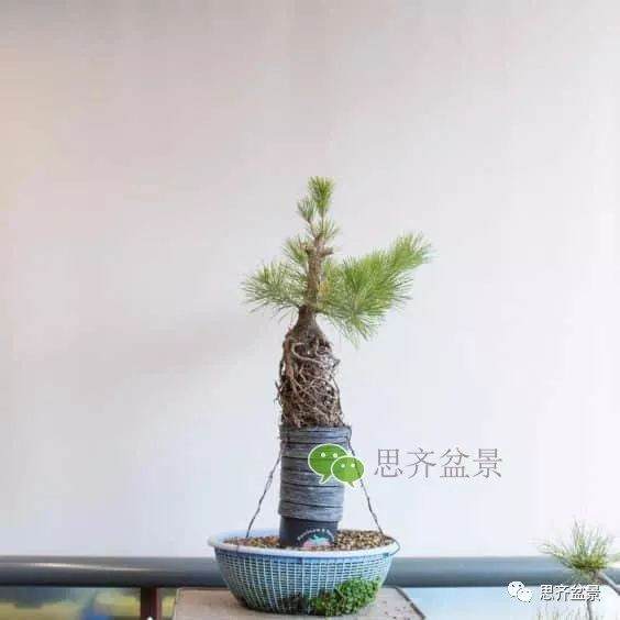 图解 如何培养提根黑松盆景？ 48幅