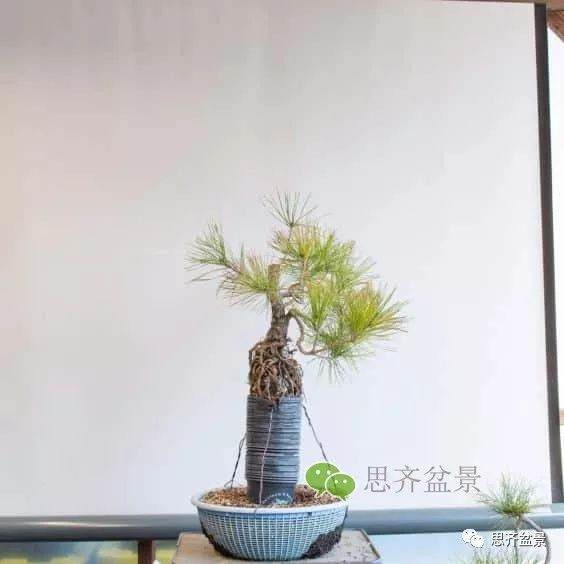 图解 如何培养提根黑松盆景？ 48幅