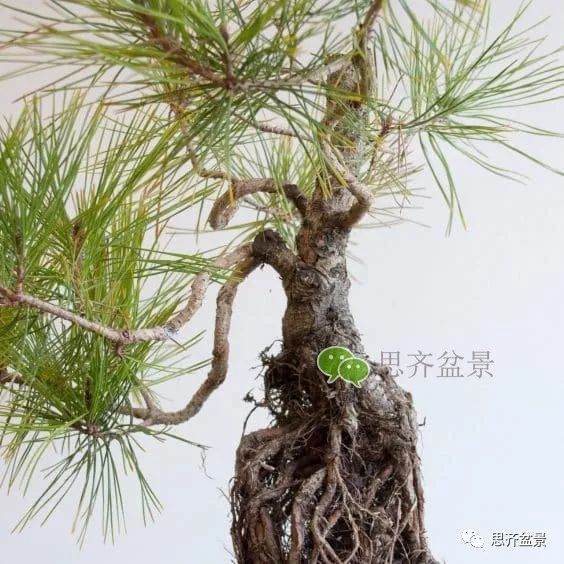 图解 如何培养提根黑松盆景？ 48幅